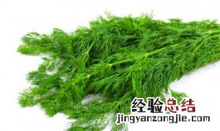 小茴香的功效与作用 有什么需要注意的