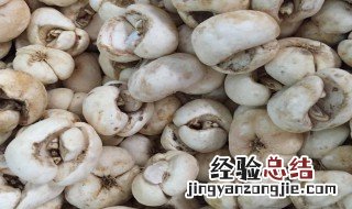 浙贝母的功效与作用 浙贝母的功效与作用简述
