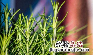 迷迭香的功效与作用 这种一定要知道