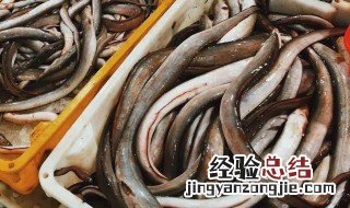 海鳗的营养价值与功效 海鳗的营养价值与功效及禁忌