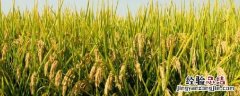 灿稻种植海拔上限 灿稻种植海拔上限 蚂蚁森林