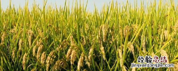 灿稻种植海拔上限 灿稻种植海拔上限 蚂蚁森林