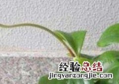 绿植碧玉怎么养 碧玉怎么养