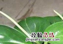 绿植碧玉怎么养 碧玉怎么养