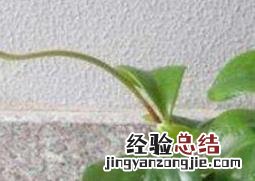 绿植碧玉怎么养 碧玉怎么养