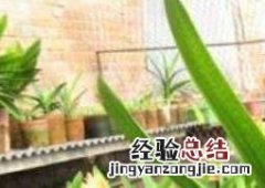 君子兰怎么养殖 四季君子兰怎么养殖