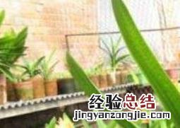 君子兰怎么养殖 四季君子兰怎么养殖