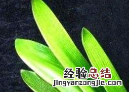 君子兰种子如何发芽快 君子兰种子如何发芽