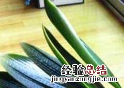 君子兰种子如何发芽快 君子兰种子如何发芽