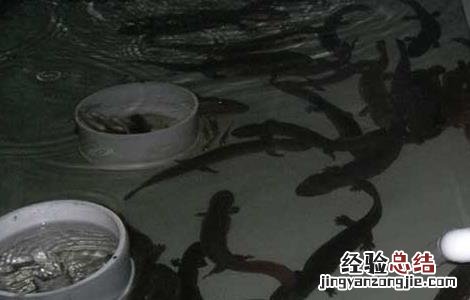 娃娃鱼人工繁殖率低的原因 娃娃鱼能人工养殖吗