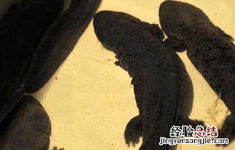 娃娃鱼人工繁殖率低的原因 娃娃鱼能人工养殖吗