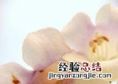 梧桐花的功效与作用 梧桐花的功效与作用,梧桐花的副作用