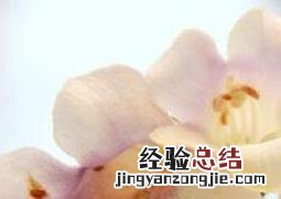 梧桐花的功效与作用 梧桐花的功效与作用,梧桐花的副作用
