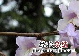 梧桐花的功效与作用 梧桐花的功效与作用,梧桐花的副作用