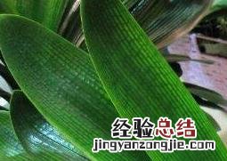 君子兰夹箭了怎样才能长出来 君子兰夹箭怎么办