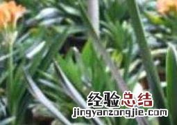 君子兰烂根怎么办?能救活吗? 君子兰烂根怎么办