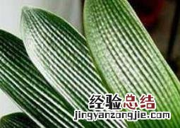 君子兰烂根怎么办?能救活吗? 君子兰烂根怎么办