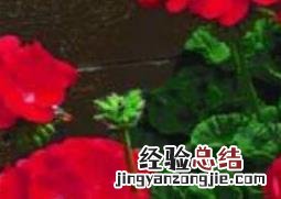 天竺葵的功效与作用 天竺葵的功效与作用禁忌