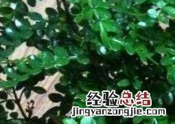 清木香的作用与功效及禁忌 清木香的作用与功效