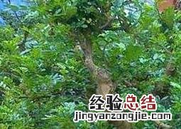 清木香的作用与功效及禁忌 清木香的作用与功效