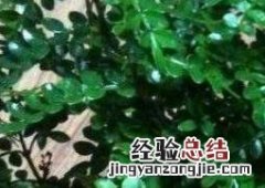 清木香的作用与功效及禁忌 清木香的作用与功效