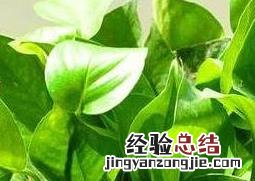 绿萝叶子发黄是什么原因怎么办 绿萝叶子发黄是什么原因