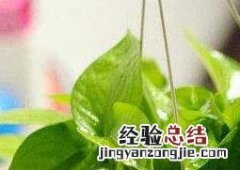 绿萝叶子发黄是什么原因怎么办 绿萝叶子发黄是什么原因