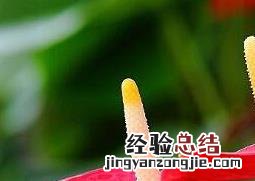 红掌叶子发黄怎么办 红掌叶子发黄怎么办 原因及处理