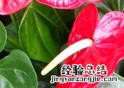 红掌叶子发黄怎么办 红掌叶子发黄怎么办 原因及处理