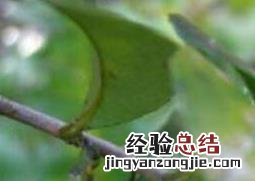 米碎花怎么养殖 米碎花种植