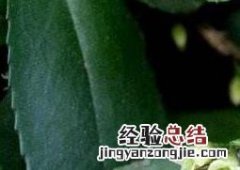 米碎花怎么养殖 米碎花种植
