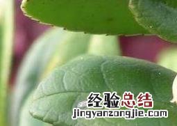 米碎花的功效与作用图片欣赏 米碎花的功效与作用