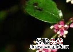 米碎花的功效与作用图片欣赏 米碎花的功效与作用