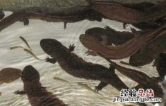 娃娃鱼腐皮病的防治方法 娃娃鱼腐皮烂身怎么办