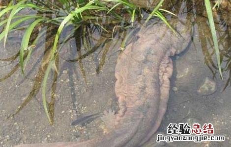娃娃鱼腹胀病防治方法是什么 娃娃鱼腹胀病防治方法