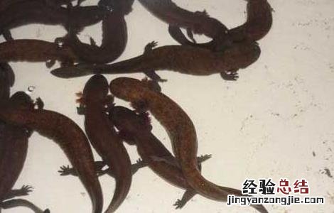 娃娃鱼腹胀病防治方法是什么 娃娃鱼腹胀病防治方法