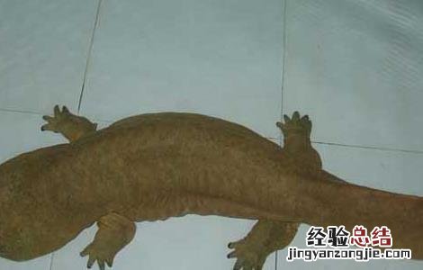 如何鉴别娃娃鱼商品鱼与种鱼 如何鉴别娃娃鱼商品鱼与种鱼的区别