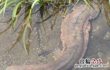 如何鉴别娃娃鱼商品鱼与种鱼 如何鉴别娃娃鱼商品鱼与种鱼的区别