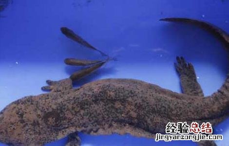 如何鉴别娃娃鱼商品鱼与种鱼 如何鉴别娃娃鱼商品鱼与种鱼的区别