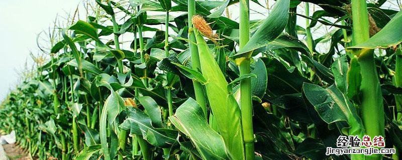 磷酸二氢钾控旺用量 磷酸二氢钾控旺用量花生