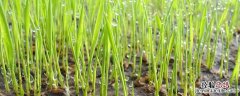 种植水稻的五个步骤四年级 种植水稻的五个步骤