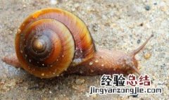蜗牛在哪里能找到 蜗牛牙齿放大图片 显微镜