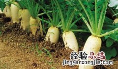 萝卜伞怎么种合理一点 萝卜伞怎么种合理