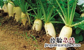 萝卜伞怎么种合理一点 萝卜伞怎么种合理
