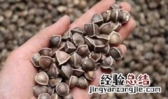 辣木籽如何食用 辣木籽吃法介绍