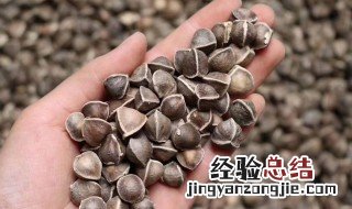 辣木籽如何食用 辣木籽吃法介绍