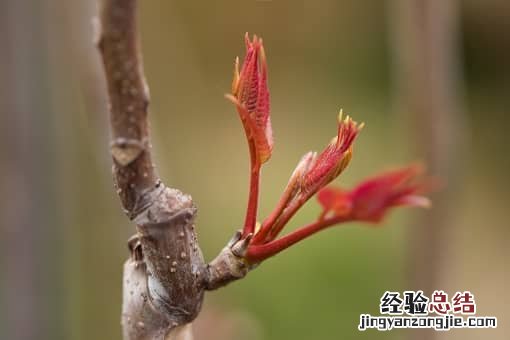大棚香椿种植技术：一亩地种植多少棵？产量多少？