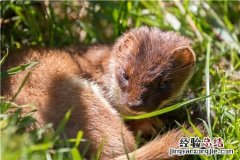 黄鼠狼怕什么 黄鼠狼怕什么天敌