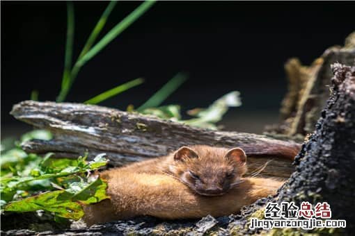 黄鼠狼怕什么 黄鼠狼怕什么天敌