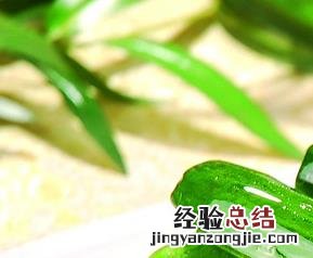乳瓜的好处和坏处 乳瓜的功效与作用